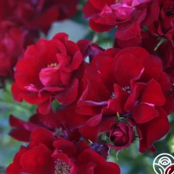 Keep In Touch><noscript><img width=