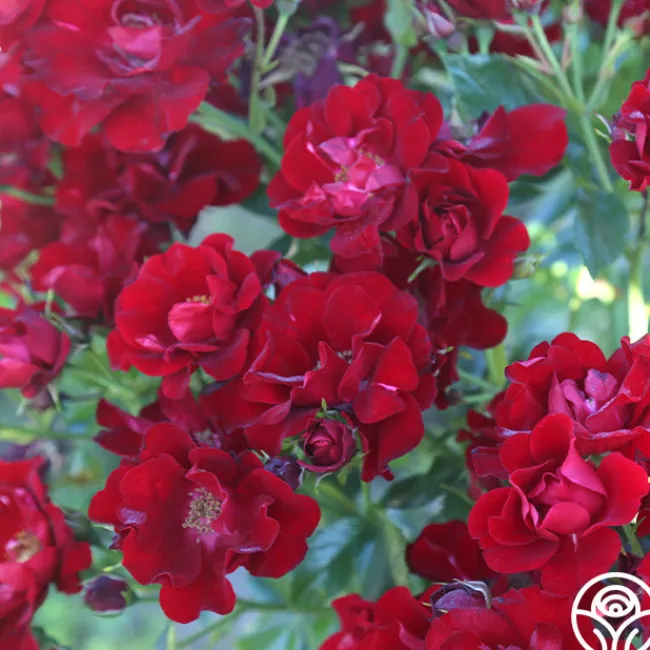 Keep In Touch>Heirloom Roses