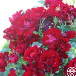 Keep In Touch><noscript><img width=
