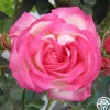 Kiss Of Desire>Heirloom Roses New