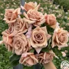 Koko Loko™>Heirloom Roses Sale