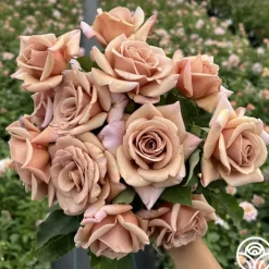 Koko Loko™>Heirloom Roses Sale