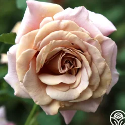 Koko Loko™><noscript><img width=