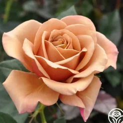 Koko Loko™><noscript><img width=