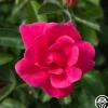 Kolorscape® Flamingo>Heirloom Roses Online