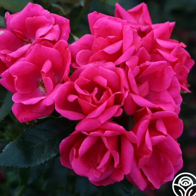 Kolorscape® Flamingo>Heirloom Roses Online