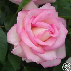 La Fleurette><noscript><img width=