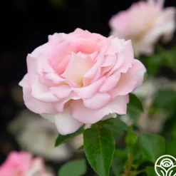 La Fleurette><noscript><img width=