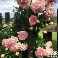 La Fleurette><noscript><img width=