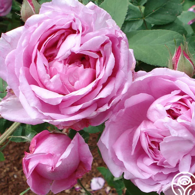 La Ville de Bruxelles>Heirloom Roses Discount