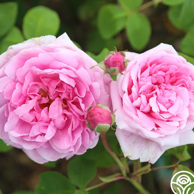 La Ville de Bruxelles>Heirloom Roses Discount
