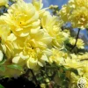 Lady Banks>Heirloom Roses Clearance
