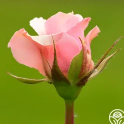 Lady Heirloom™>Heirloom Roses