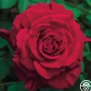 Lady In Red™>Heirloom Roses New