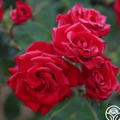 Lady In Red™>Heirloom Roses New