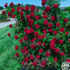 Lady In Red™><noscript><img width=