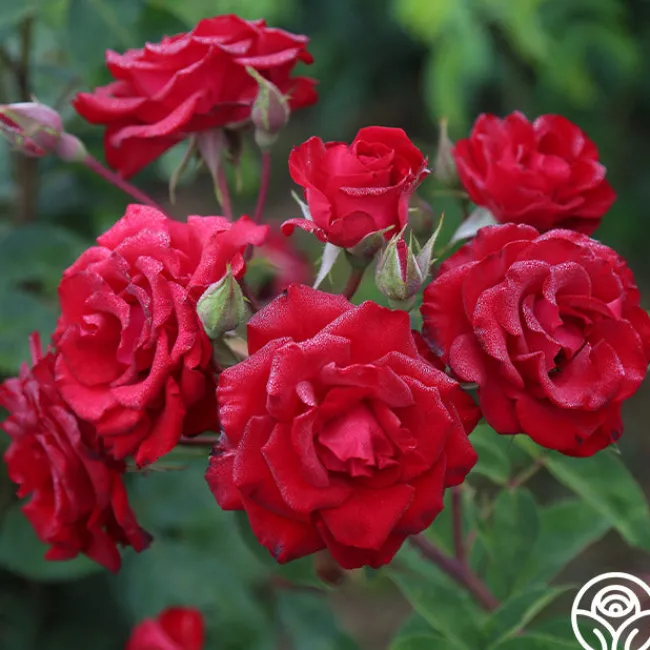 Lady In Red™>Heirloom Roses New