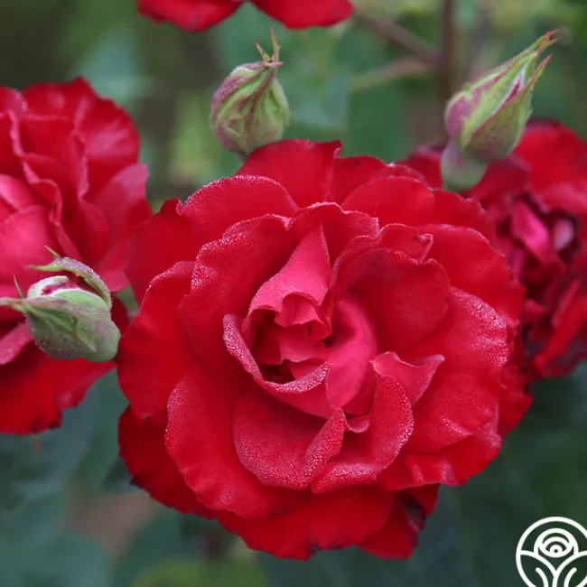 Lady In Red™>Heirloom Roses New