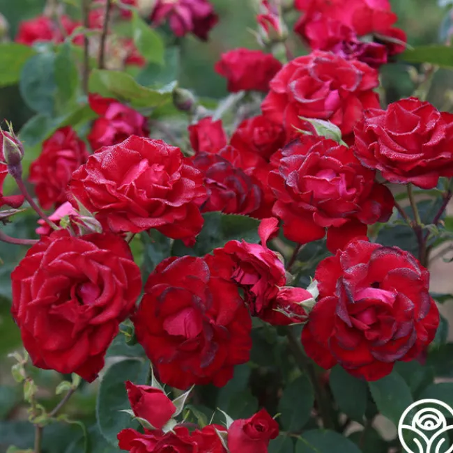 Lady In Red™>Heirloom Roses New