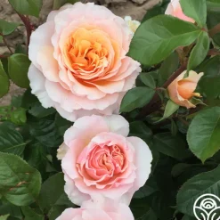 Lady Jane Grey™>Heirloom Roses Outlet