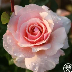 Lady Jane Grey™><noscript><img width=