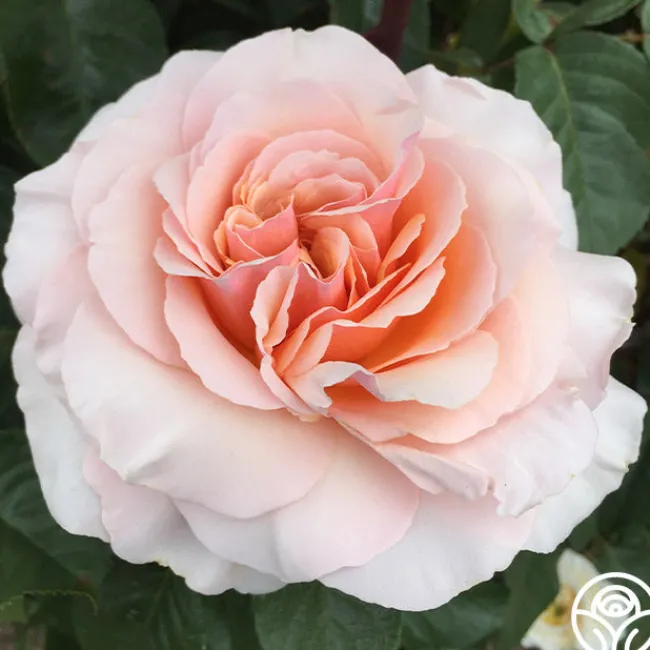 Lady Jane Grey™>Heirloom Roses Outlet