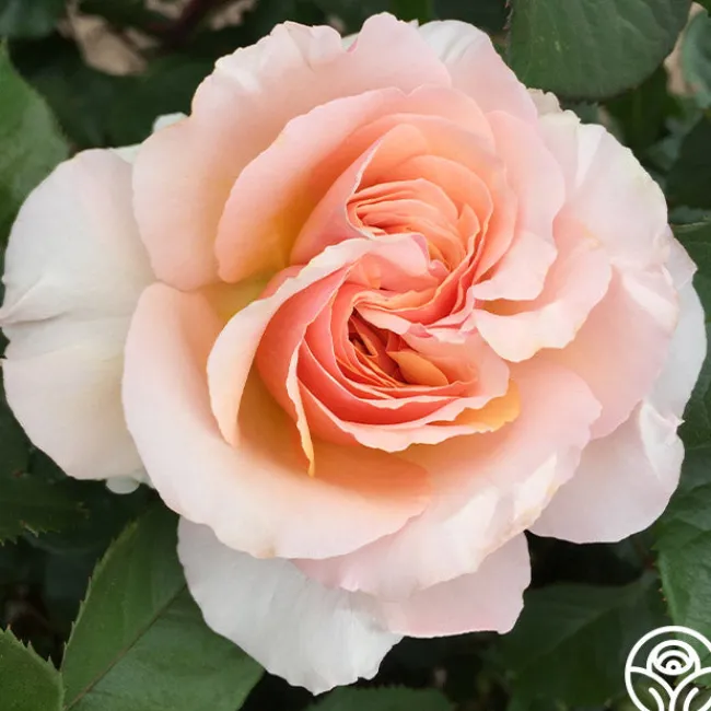 Lady Jane Grey™>Heirloom Roses Outlet