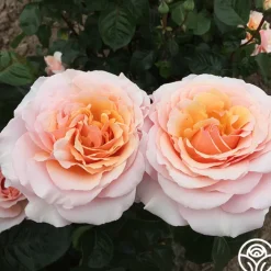 Lady Jane Grey™><noscript><img width=