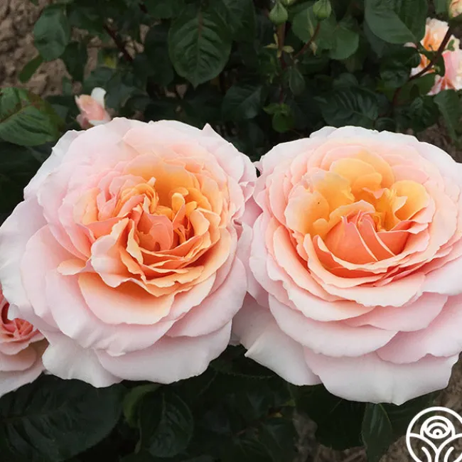 Lady Jane Grey™>Heirloom Roses Outlet