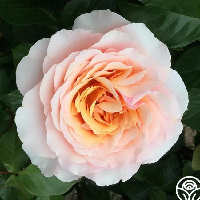 Lady Jane Grey™>Heirloom Roses Outlet