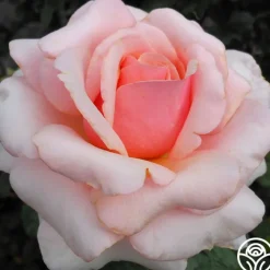 Lady Jane Grey™><noscript><img width=