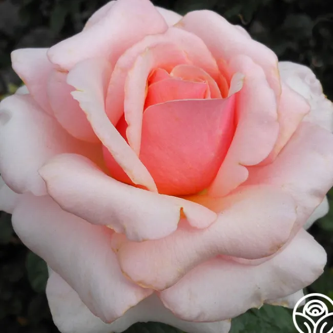Lady Jane Grey™>Heirloom Roses Outlet