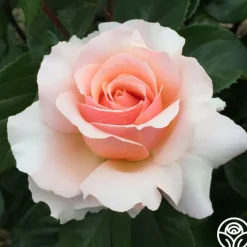 Lady Jane Grey™><noscript><img width=