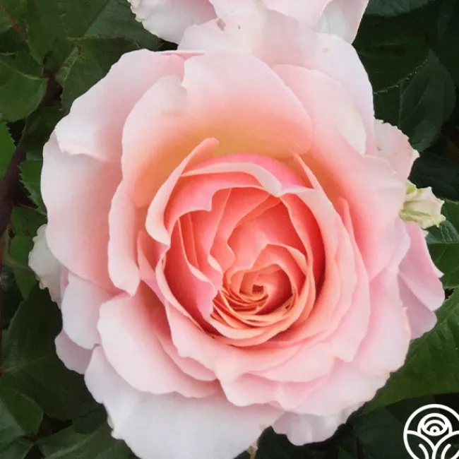 Lady Jane Grey™>Heirloom Roses Outlet