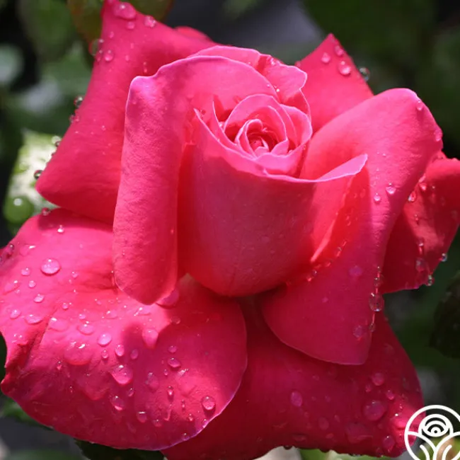 Lady Mitchell™>Heirloom Roses Hot