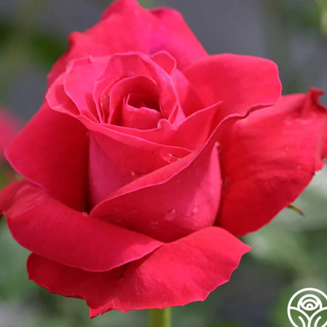Lady Mitchell™>Heirloom Roses Hot