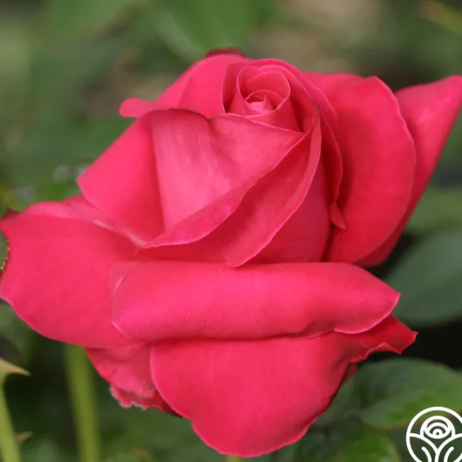 Lady Mitchell™>Heirloom Roses Hot