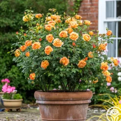 Lady Of Shalott>Heirloom Roses Best