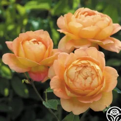 Lady Of Shalott><noscript><img width=