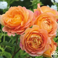 Lady Of Shalott><noscript><img width=