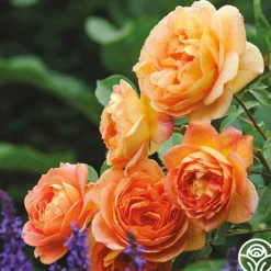 Lady Of Shalott><noscript><img width=