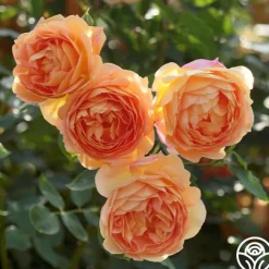 Lady Of Shalott><noscript><img width=
