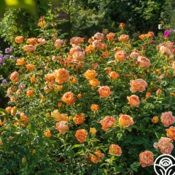 Lady Of Shalott><noscript><img width=