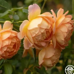 Lady Of Shalott><noscript><img width=