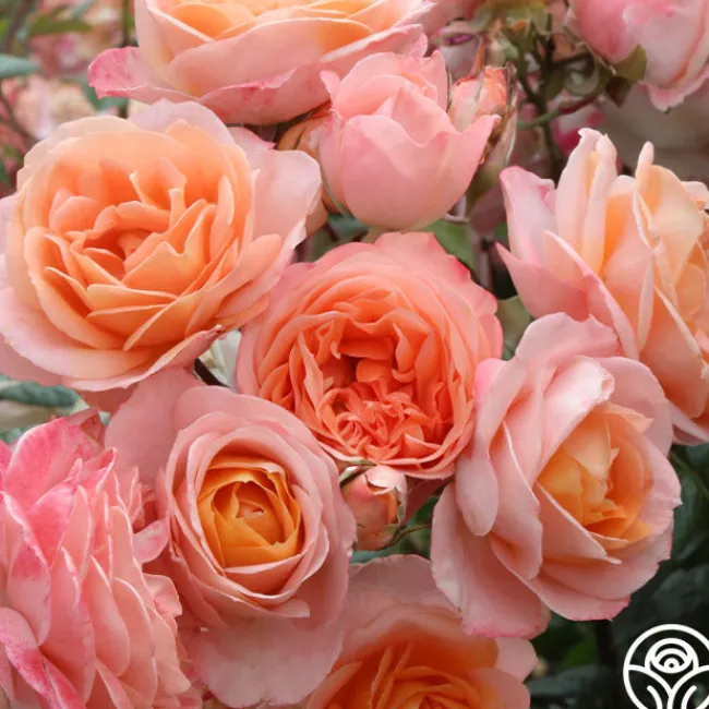 Lady Of The Mist™>Heirloom Roses Clearance