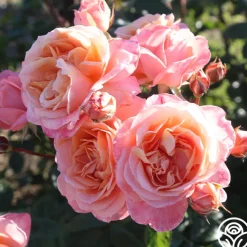 Lady Of The Mist™>Heirloom Roses Clearance