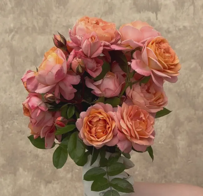 Lady Of The Mist™>Heirloom Roses Clearance