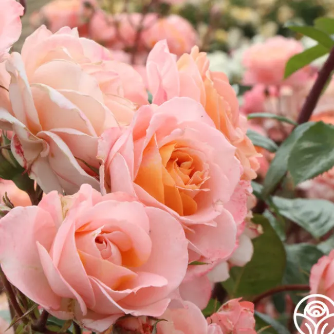 Lady Of The Mist™>Heirloom Roses Clearance