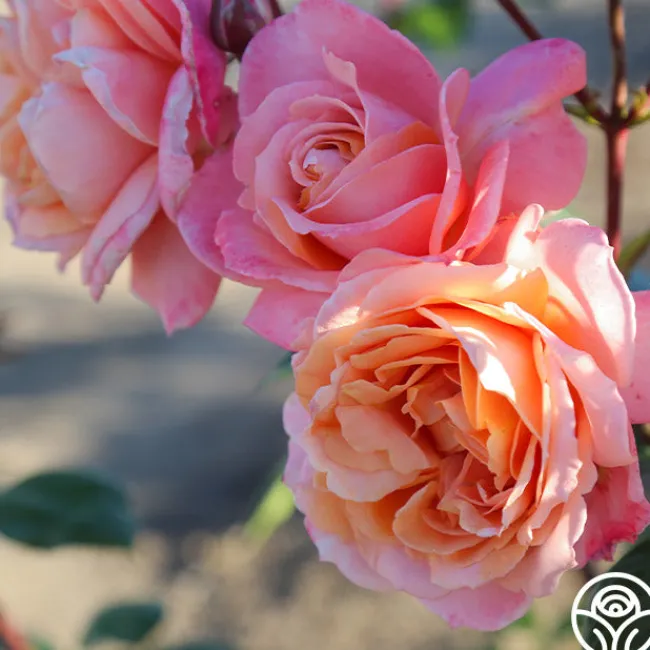 Lady Of The Mist™>Heirloom Roses Clearance