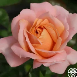 Lady Of The Mist™><noscript><img width=